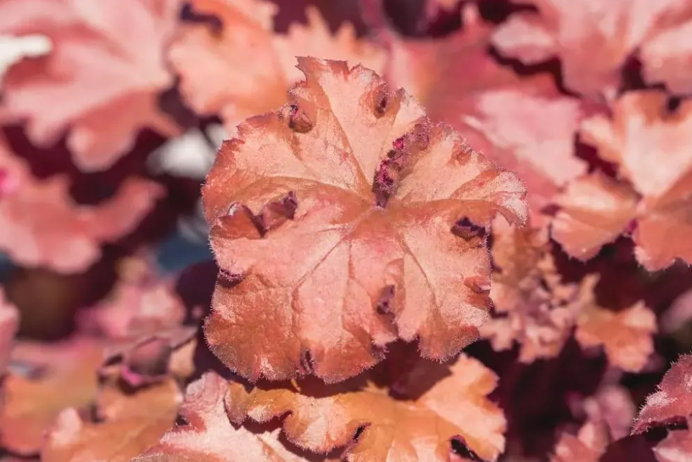 Heuchera (Purperklokje) 20 cm