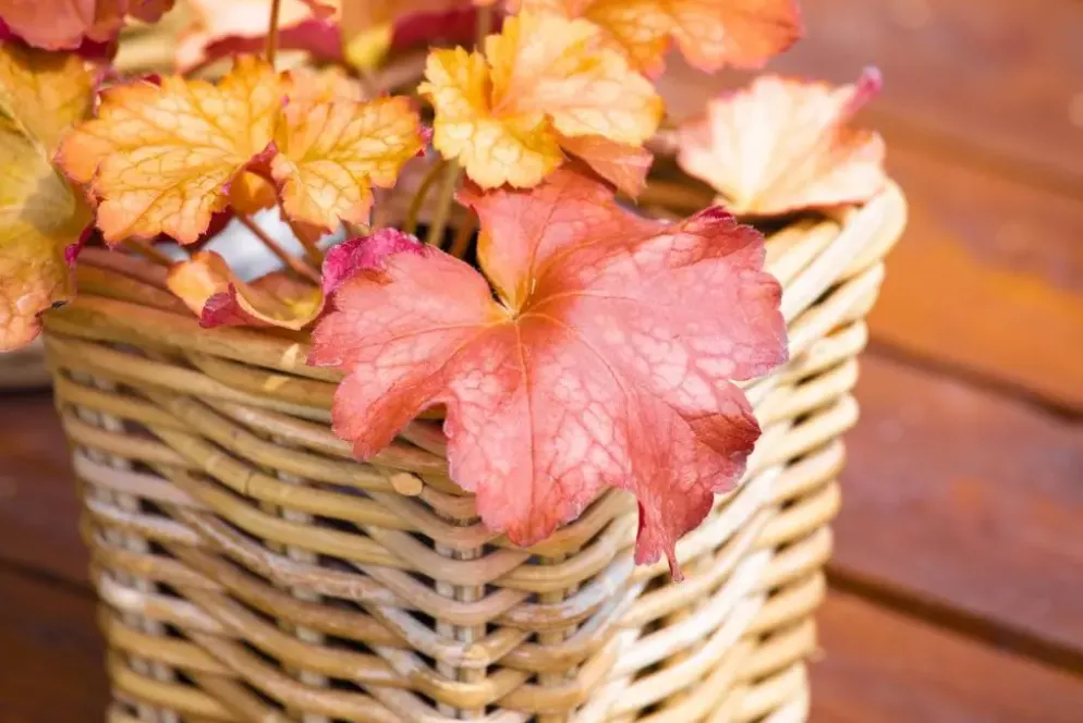 Heuchera (Purperklokje) 20 cm