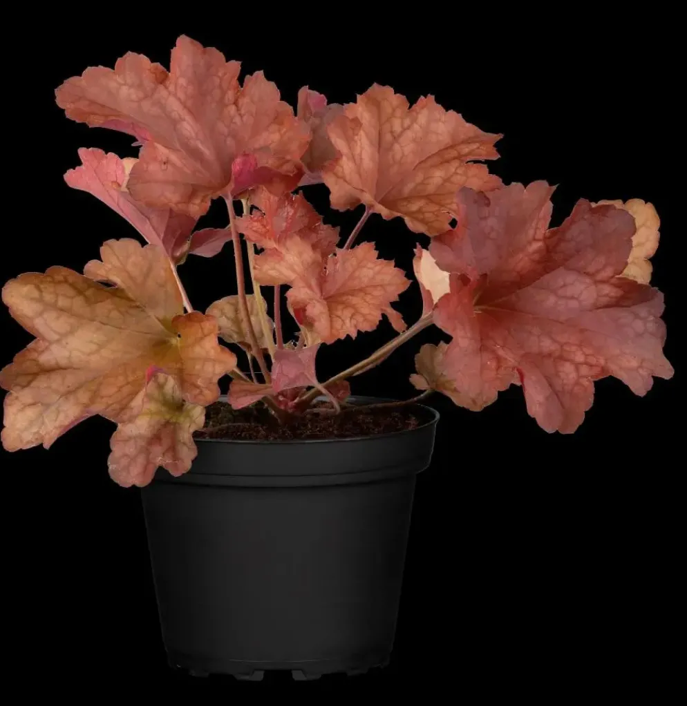 Heuchera (Purperklokje) 20 cm