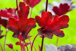 Heuchera (Purperklokje) 20 cm