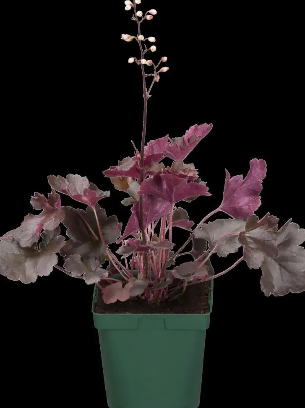 Heuchera (Purperklokje) 20 cm