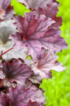 Heuchera (Purperklokje) 20 cm