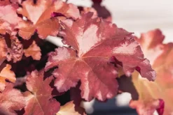 Heuchera (Purperklokje) 20 cm