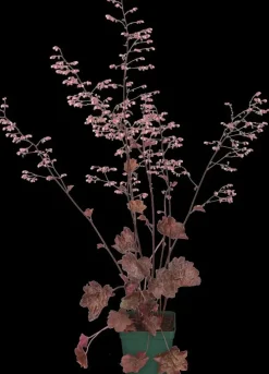 Heuchera (Purperklokje) 20 cm