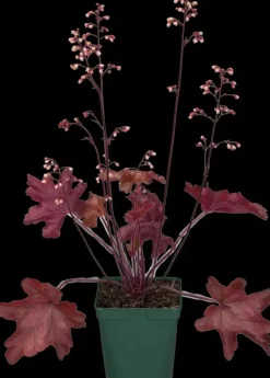 Heuchera (Purperklokje) 20 cm