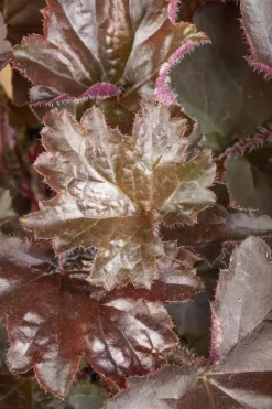 Heuchera (Purperklokje) 20 cm