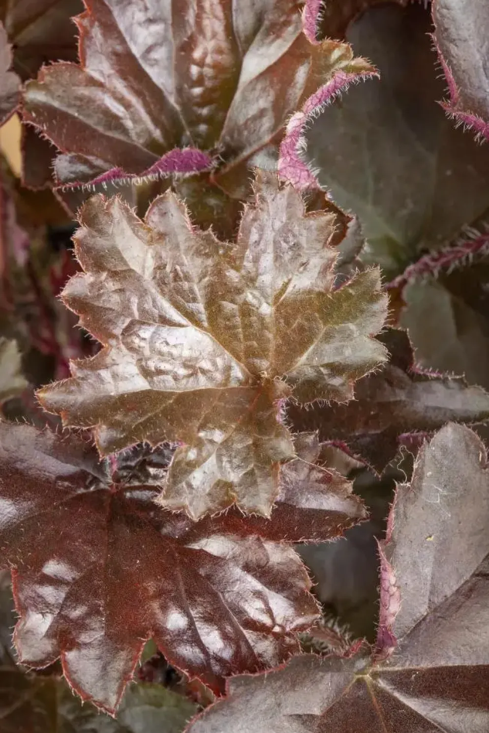 Heuchera (Purperklokje) 20 cm
