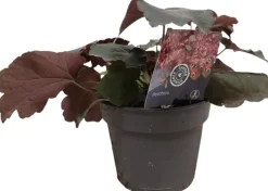 Heuchera (Purperklokje) 20 cm