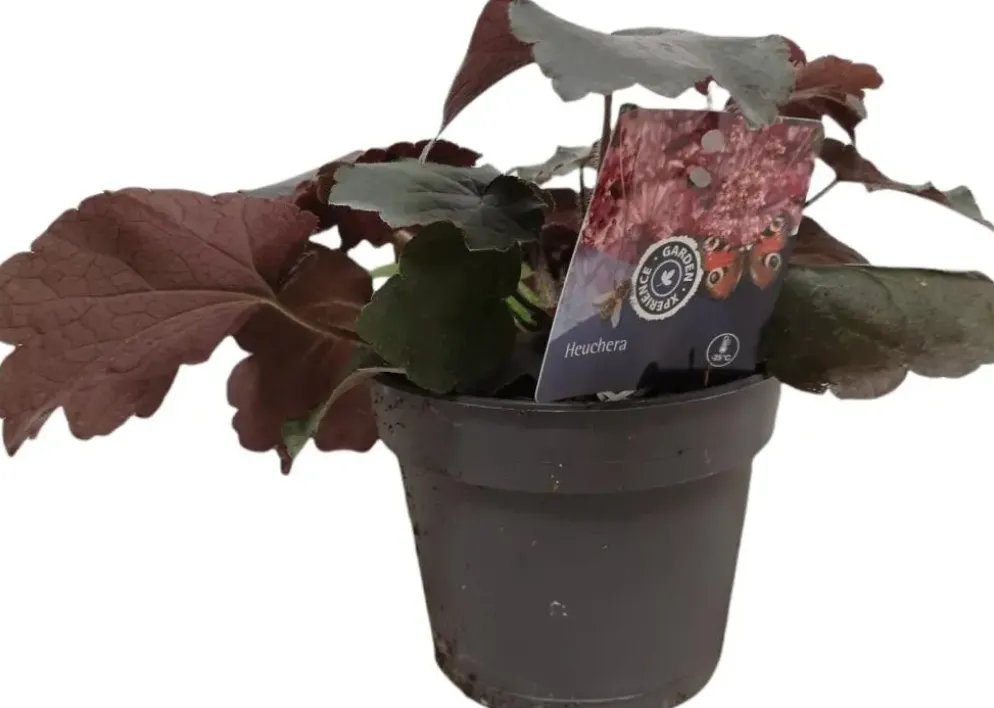 Heuchera (Purperklokje) 20 cm