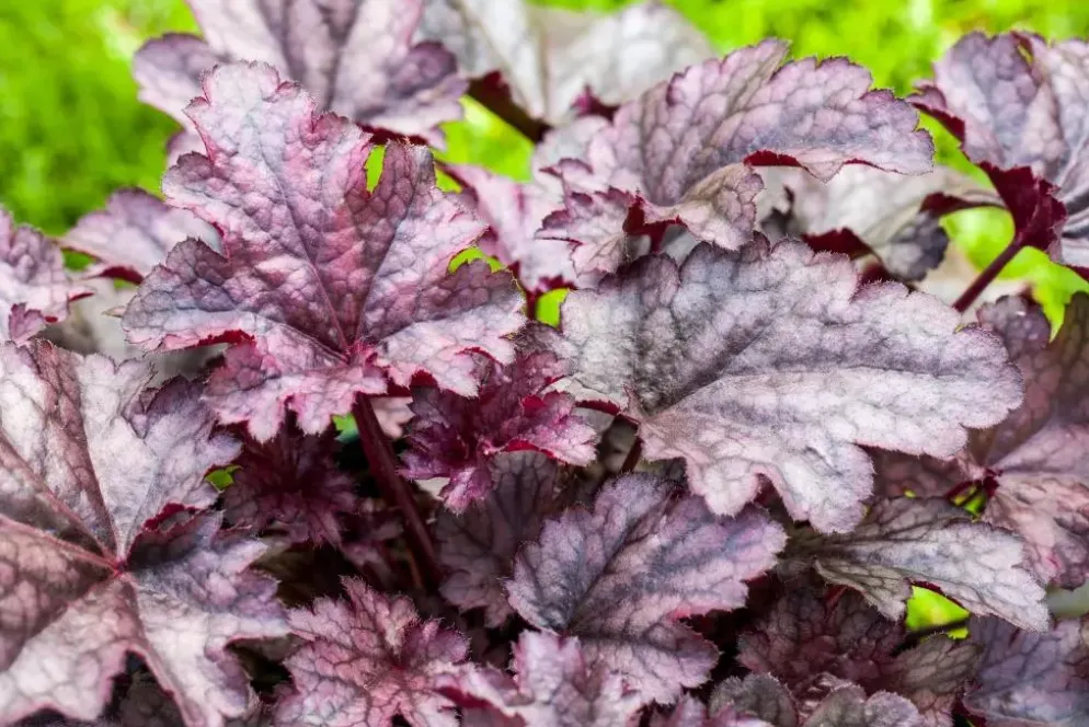 Heuchera (Purperklokje) 20 cm