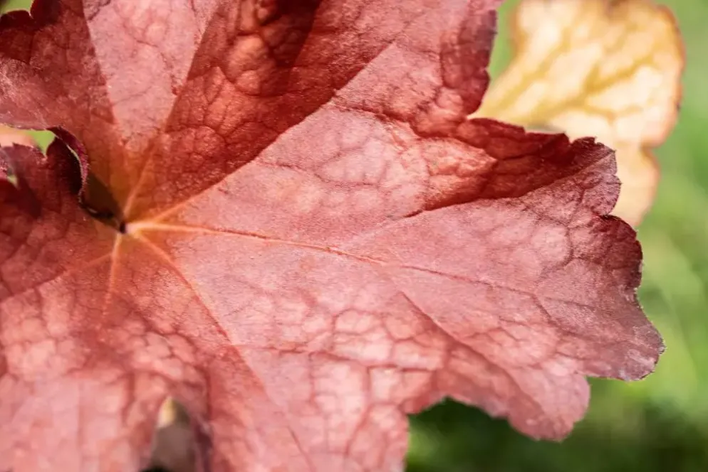 Heuchera (Purperklokje) 20 cm