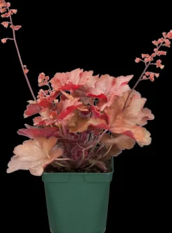 Heuchera (Purperklokje) 20 cm