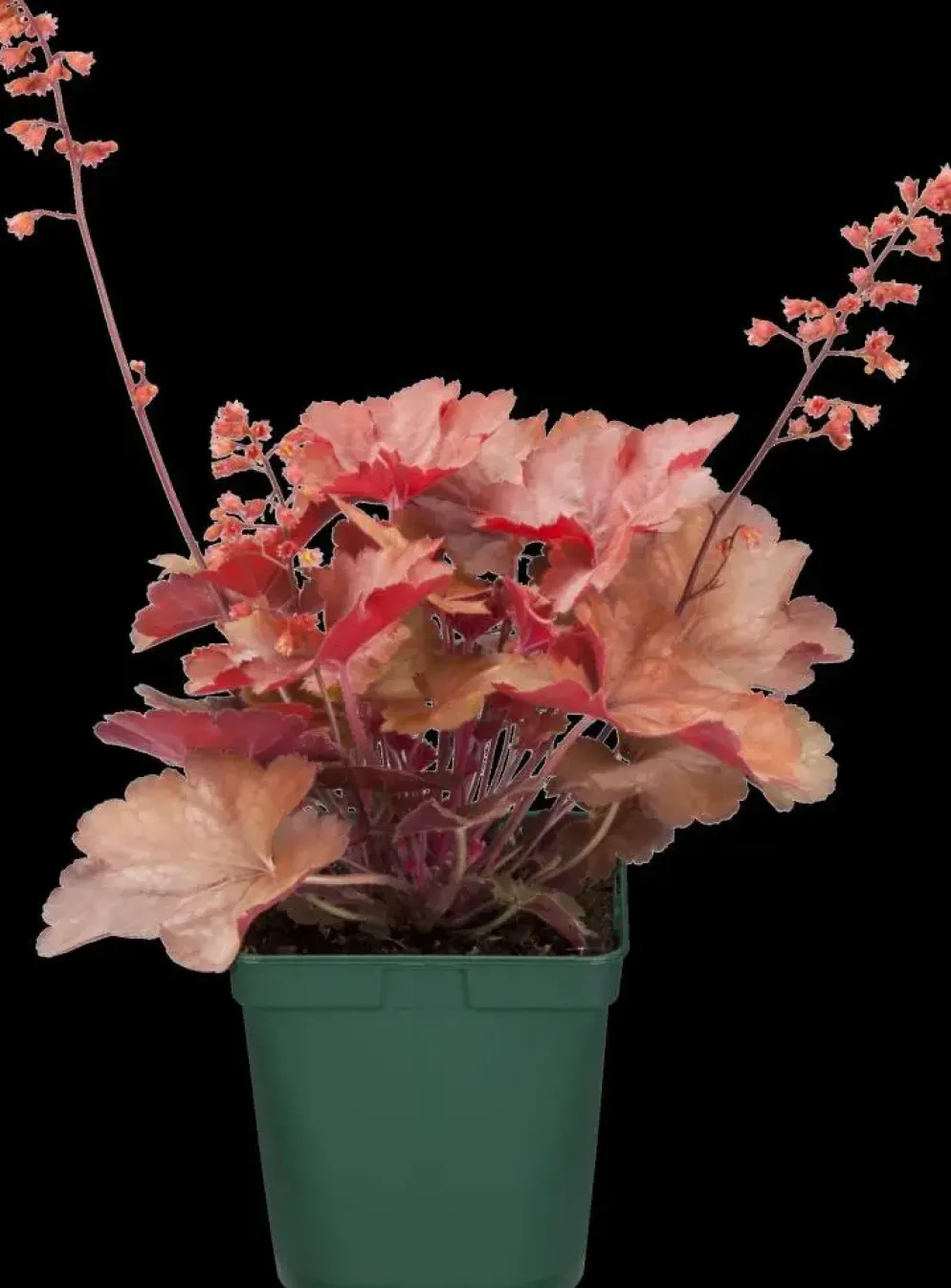 Heuchera (Purperklokje) 20 cm