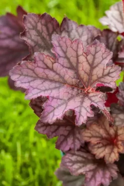 Heuchera (Purperklokje) 20 cm
