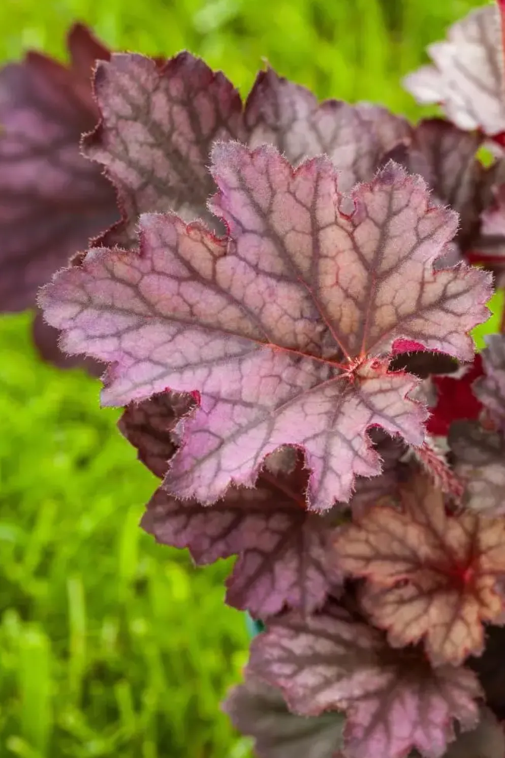 Heuchera (Purperklokje) 20 cm