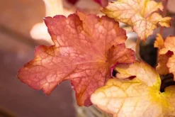 Heuchera (Purperklokje) 20 cm