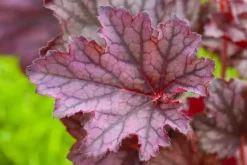Heuchera (Purperklokje) 20 cm