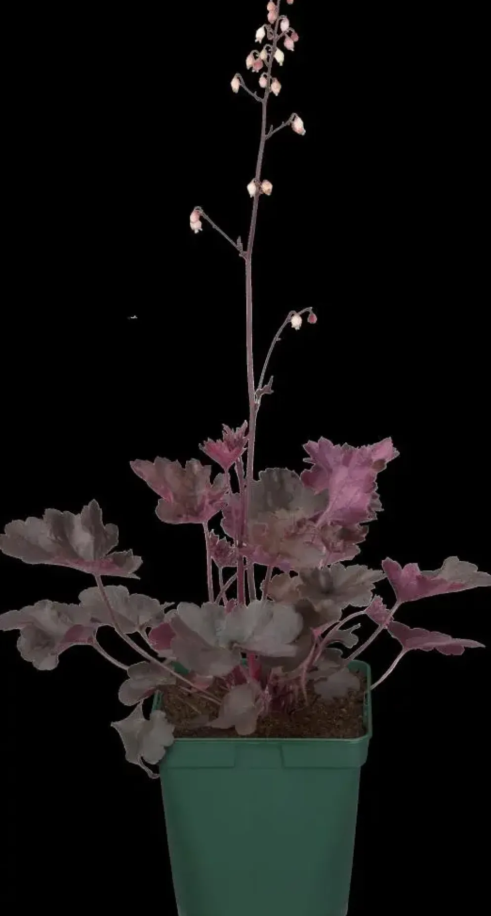 Heuchera (Purperklokje) 20 cm