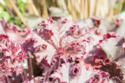 Heuchera (Purperklokje) 20 cm
