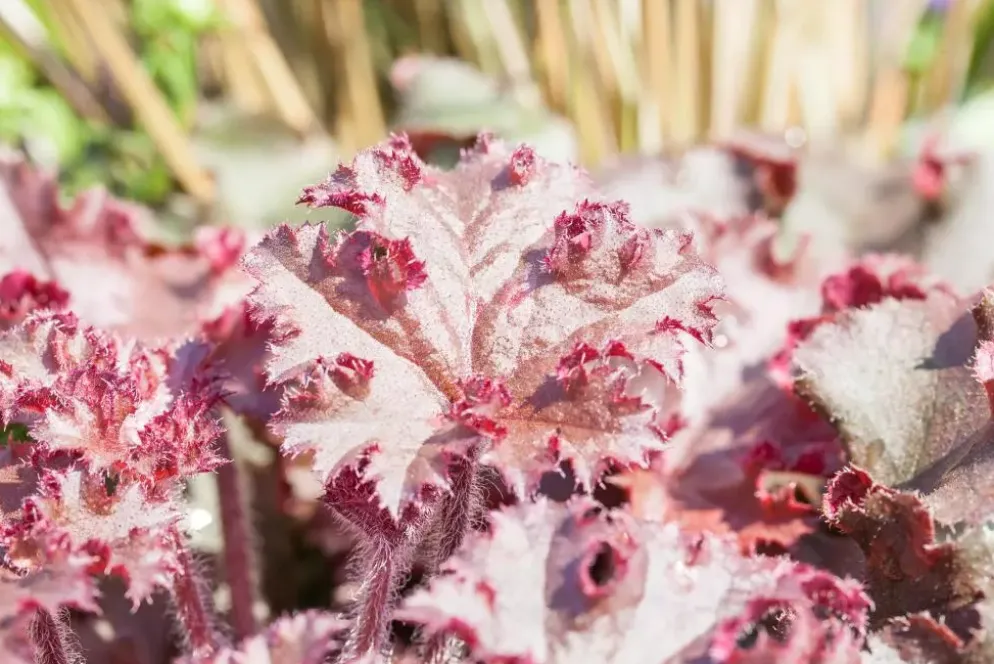 Heuchera (Purperklokje) 20 cm