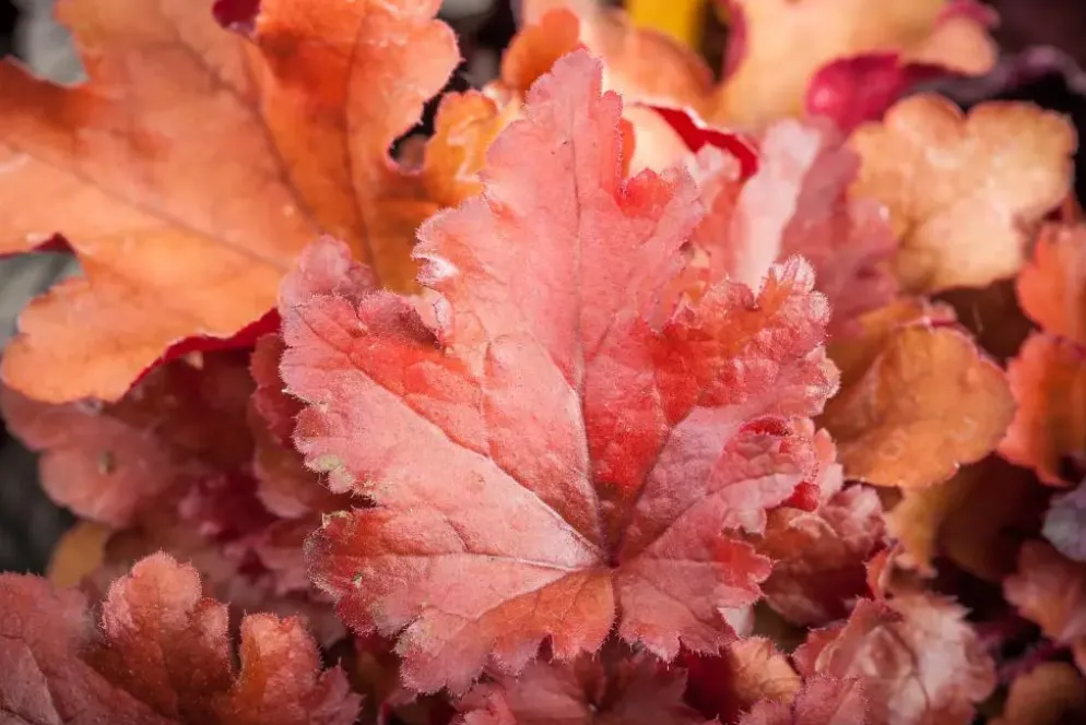 Heuchera (Purperklokje) 20 cm