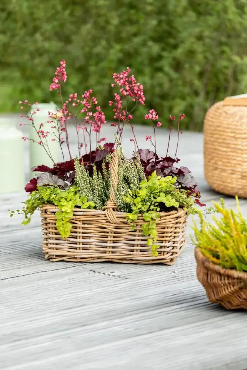 Heuchera (Purperklokje) 20 cm