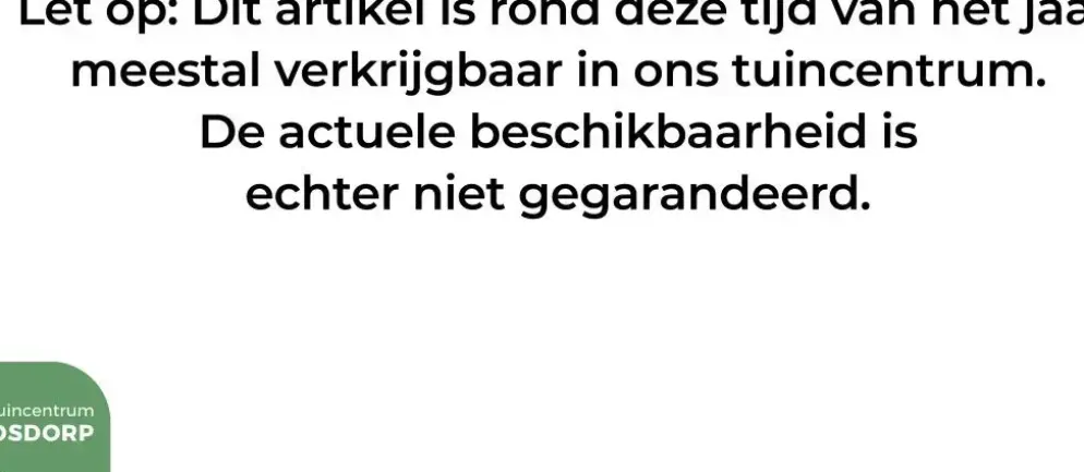 Heuchera sanguinea 'Splendens' (Purperklokje)