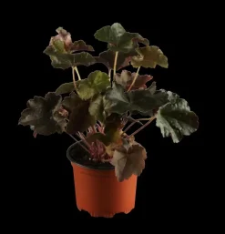 Heuchera sanguinea 'Splendens' (Purperklokje)