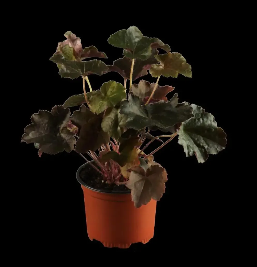 Heuchera sanguinea 'Splendens' (Purperklokje)