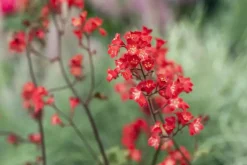 Heuchera sanguinea 'Splendens' (Purperklokje)