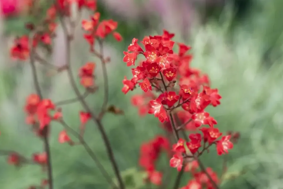 Heuchera sanguinea 'Splendens' (Purperklokje)