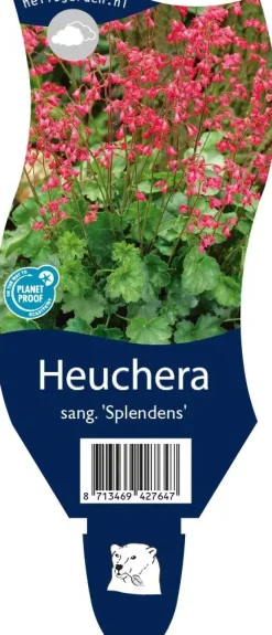 Heuchera sanguinea 'Splendens' (Purperklokje)