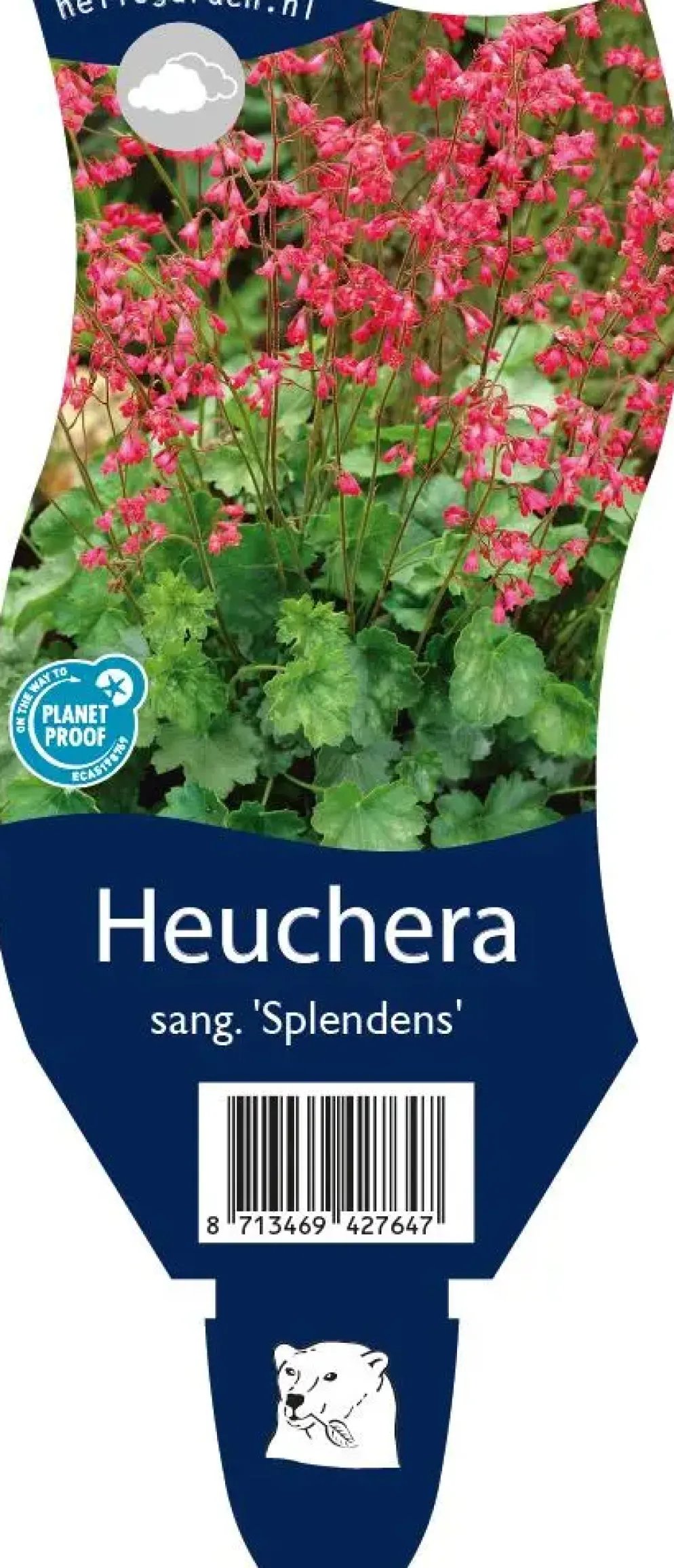 Heuchera sanguinea 'Splendens' (Purperklokje)