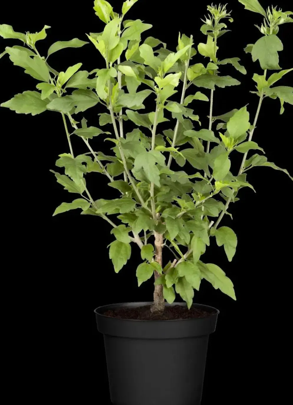 Hibiscus syriacus (Althaeastruik)