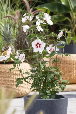 Hibiscus syriacus (Althaeastruik)