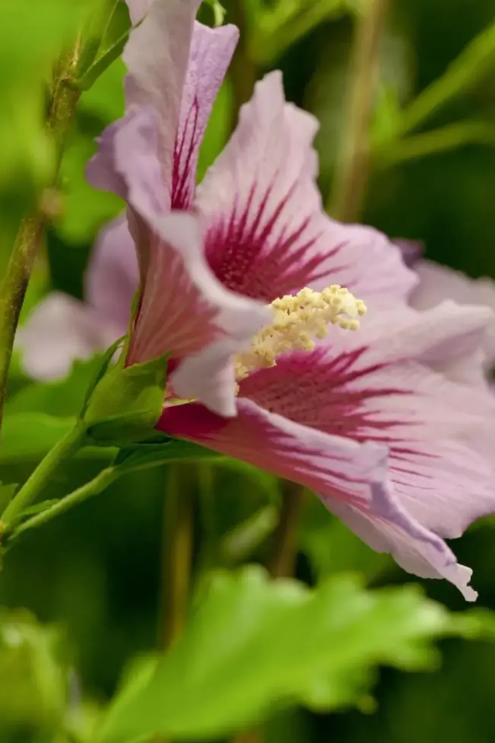 Hibiscus syriacus (Althaeastruik)