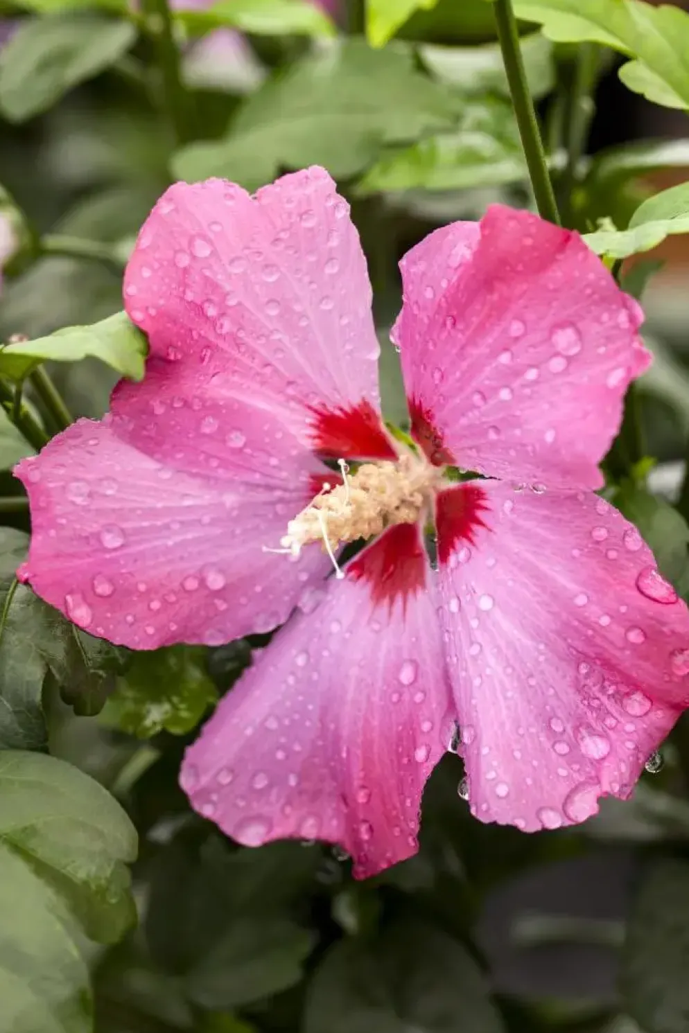 Hibiscus syriacus (Althaeastruik)