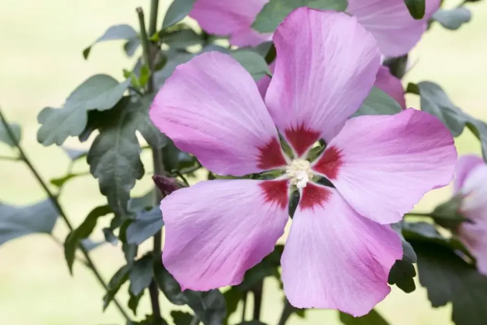 Hibiscus syriacus (Althaeastruik)