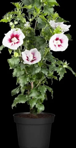 Hibiscus syriacus (Althaeastruik)