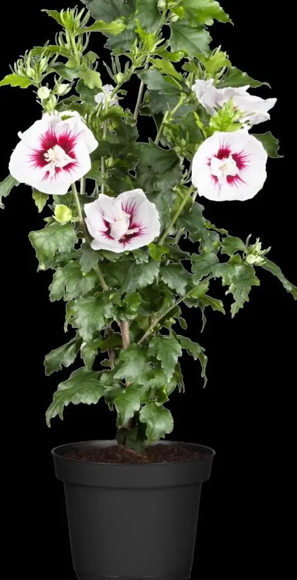 Hibiscus syriacus (Althaeastruik)