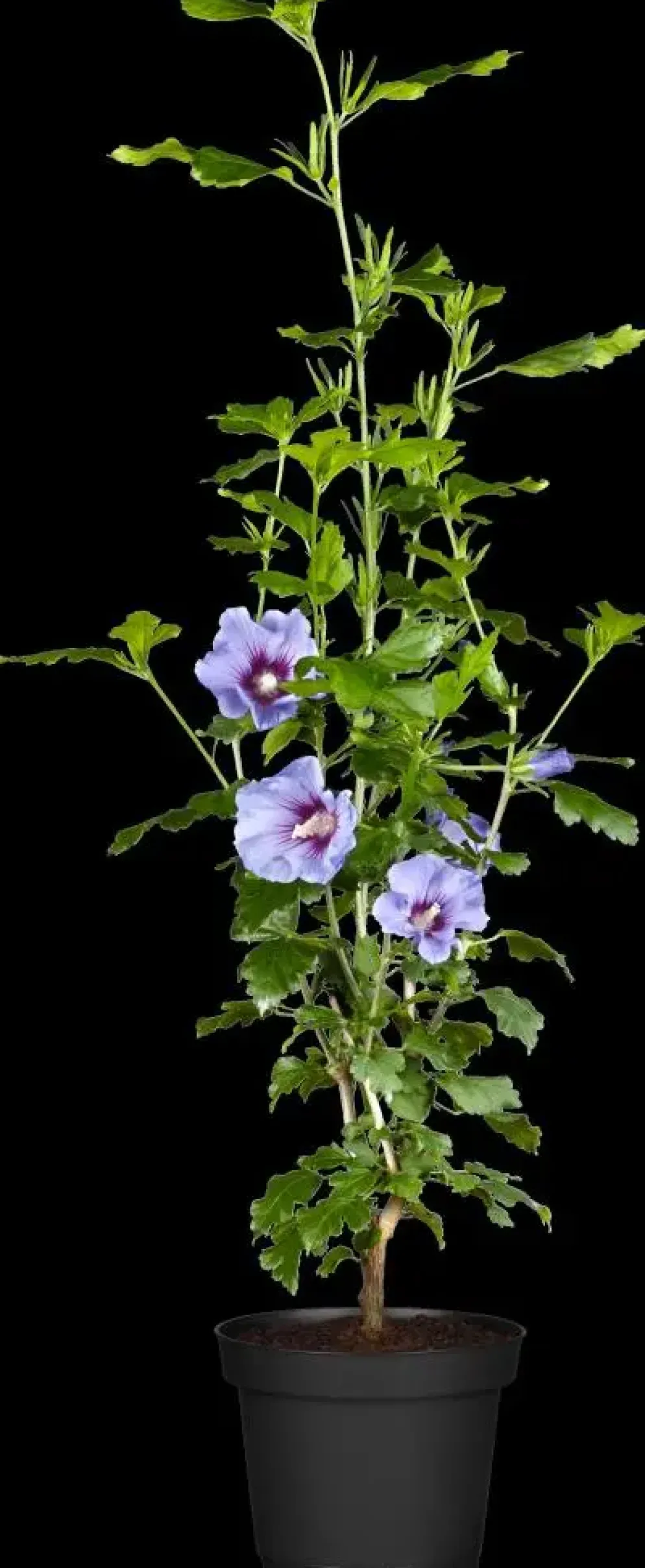 Hibiscus syriacus (Althaeastruik)