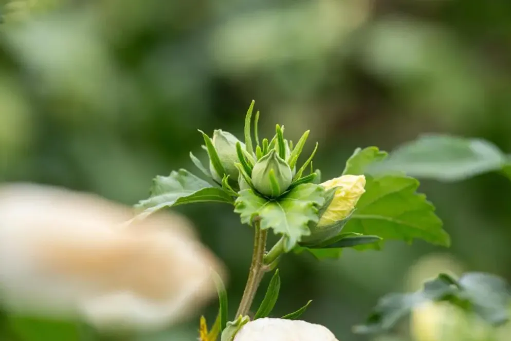 Hibiscus syriacus (Althaeastruik)