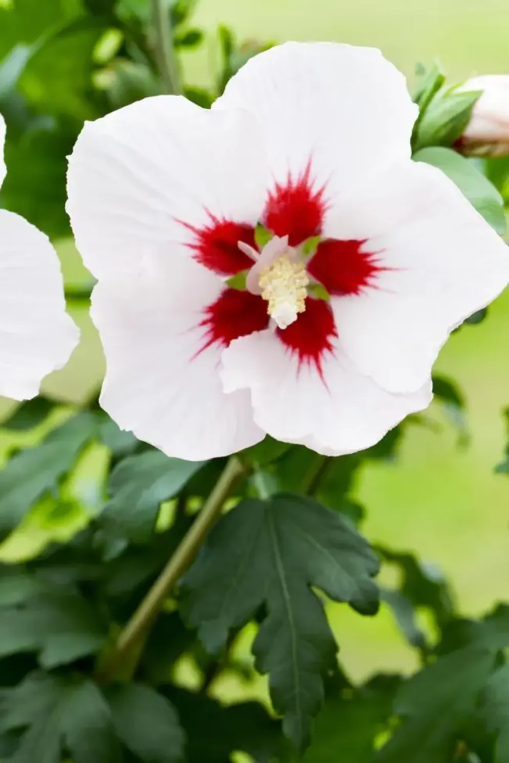 Hibiscus syriacus (Althaeastruik)