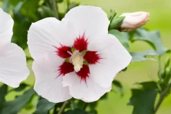 Hibiscus syriacus (Althaeastruik)
