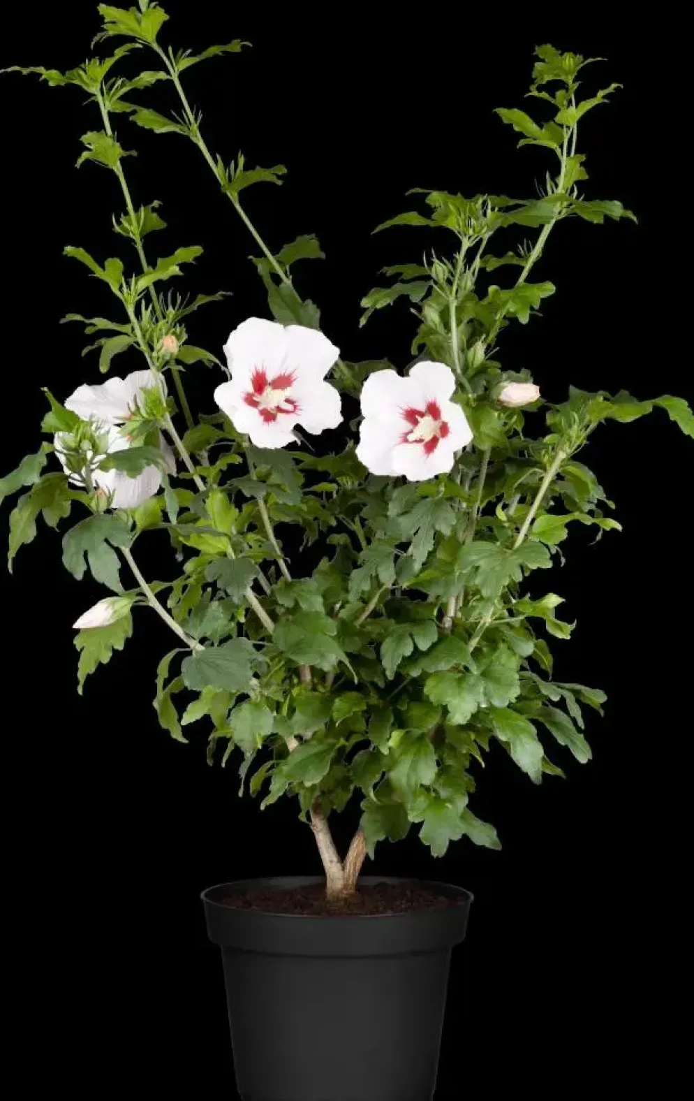 Hibiscus syriacus (Althaeastruik)