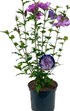 Hibiscus syriacus 'Lavender Chiffon' (Altheastruik) 60cm
