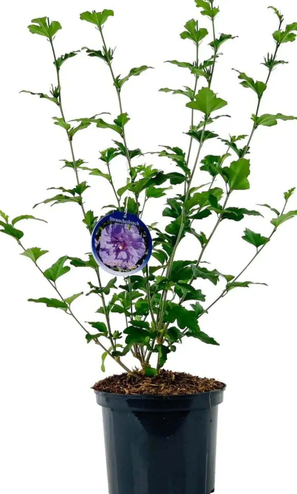 Hibiscus syriacus 'Lavender Chiffon' (Altheastruik) 60cm