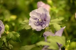 Hibiscus syriacus 'Lavender Chiffon' (Altheastruik) 60cm
