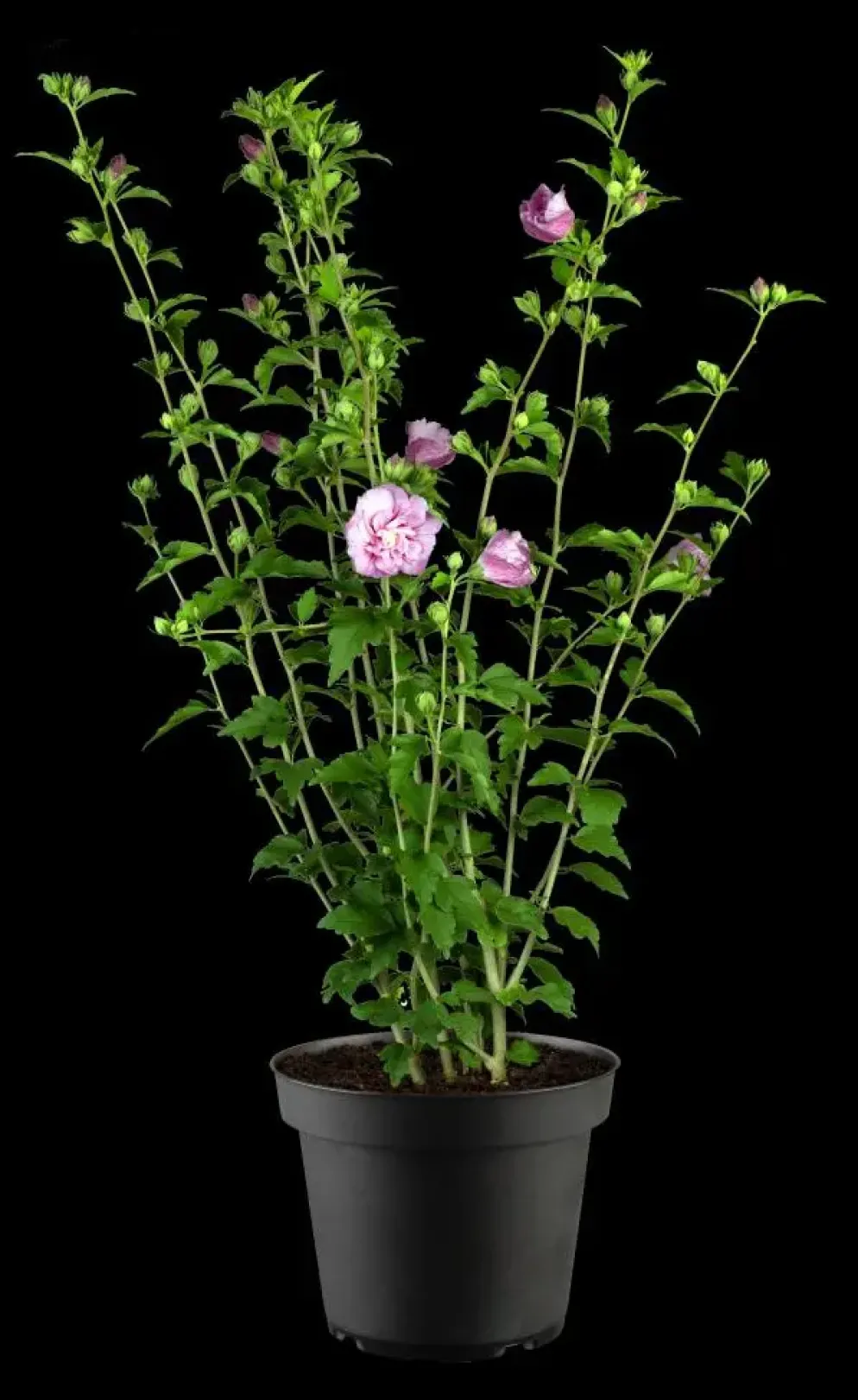 Hibiscus syriacus 'Lavender Chiffon' (Altheastruik) 60cm
