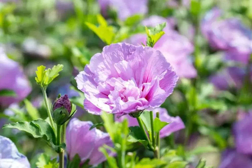 Hibiscus syriacus 'Lavender Chiffon' (Altheastruik) 60cm